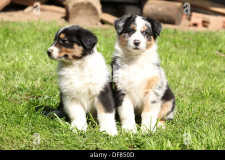 Due splendidi cuccioli di pastore australiano seduta su erba verde Foto Stock