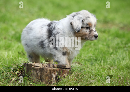 Adorabili pastore australiano cucciolo dietro il ceppo di albero in giardino Foto Stock