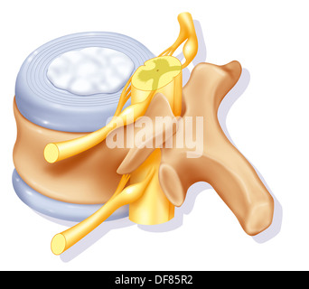 VERTEBRA LOMBARE DISEGNARE Foto Stock