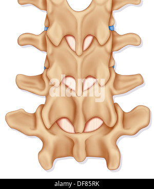 VERTEBRA LOMBARE DISEGNARE Foto Stock