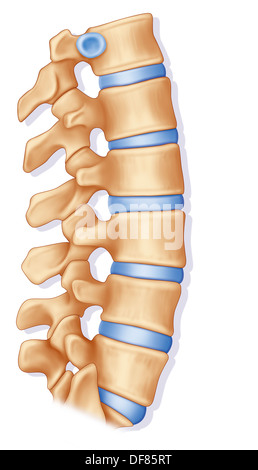 VERTEBRA LOMBARE DISEGNARE Foto Stock