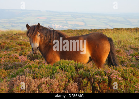 Parco Nazionale di Exmoor: Exmoor Pony pascolare tra le eriche, su Dunkery Beacon, Somerset. Foto Stock