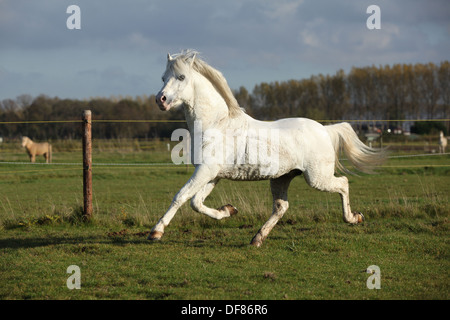 Sudati welsh mountain pony stallone in esecuzione su pascolo Foto Stock