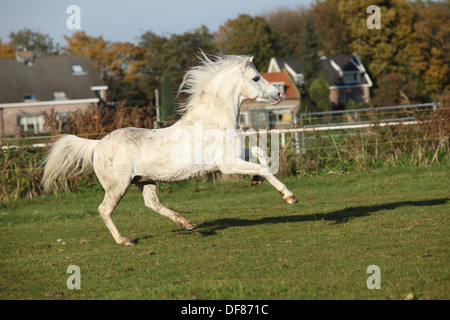 Sudati welsh mountain pony stallone in esecuzione sul pascolo in autunno Foto Stock