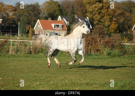 Welsh mountain pony stallone al galoppo su pascolo in autunno Foto Stock