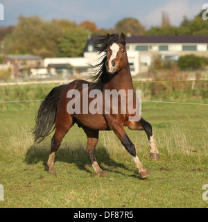 Nizza welsh mountain pony stallone in esecuzione e guardando a voi in autunno Foto Stock