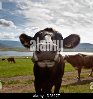 Vacche da latte, Western Islanda Foto Stock