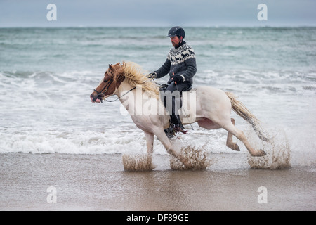 Passeggiate a cavallo sulla costa, Longufjorur beach, Snaefellsnes Peninsula, Islanda Foto Stock