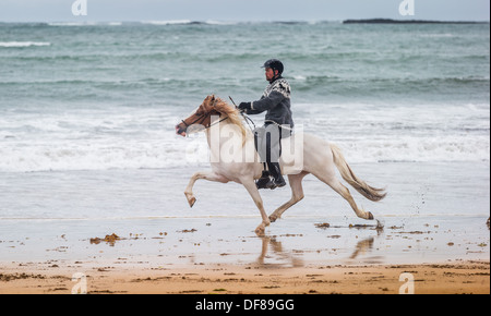 Passeggiate a cavallo sulla costa, Longufjorur beach, Snaefellsnes Peninsula, Islanda Foto Stock