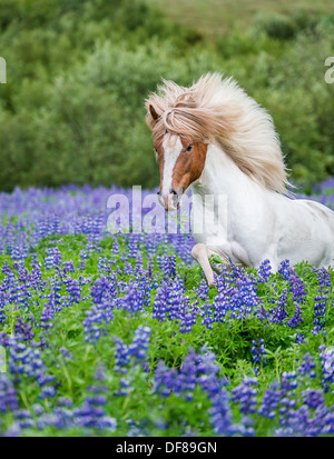 Horse Running da lupini. Razza di cavalli islandesi in estate con la fioritura di lupini, Islanda Foto Stock