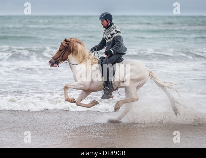 Passeggiate a cavallo sulla costa, Longufjorur beach, Snaefellsnes Peninsula, Islanda Foto Stock