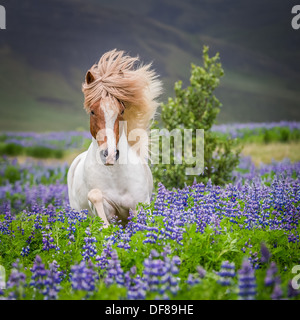 Horse Running da lupini. Razza di cavalli islandesi in estate con la fioritura di lupini, Islanda Foto Stock