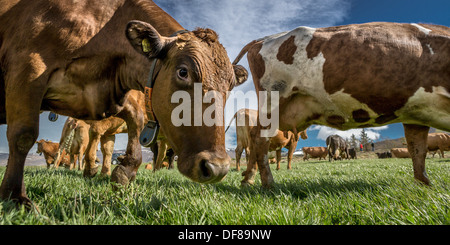 Vacche da latte, Western Islanda Foto Stock