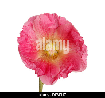 Fiore di un rosa hollyhock (Alcea rosea) isolati contro uno sfondo bianco Foto Stock