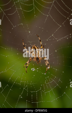 Londra nord sobborgo giardino europeo spider cross orb araneus diadematus spider web rugiada di nastri di acqua di pioggia caduta foglie cadute di foglie Foto Stock