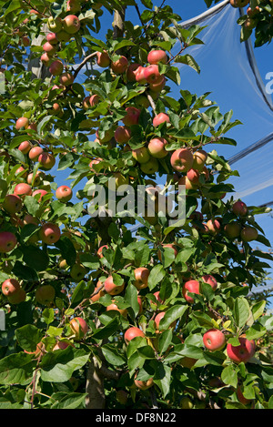 Pesantemente la fruttificazione mature cordon mele pink lady sugli alberi vicino a Sainte-Foy-la-Grande, Gironde, Francia, Agosto Foto Stock