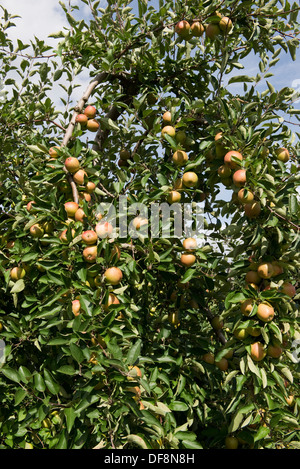 Pesantemente la fruttificazione mature cordon mele sugli alberi vicino a Sainte-Foy-la-Grande, Gironde, Francia, Agosto Foto Stock