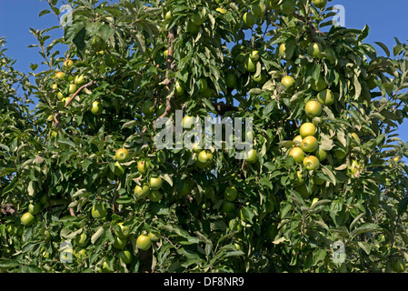 Pesantemente la fruttificazione mature cordon mele sugli alberi vicino a Sainte-Foy-la-Grande, Gironde, Francia, Agosto Foto Stock