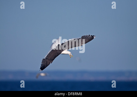 Grande nero-backed Gull (Larus marinus) in volo Foto Stock