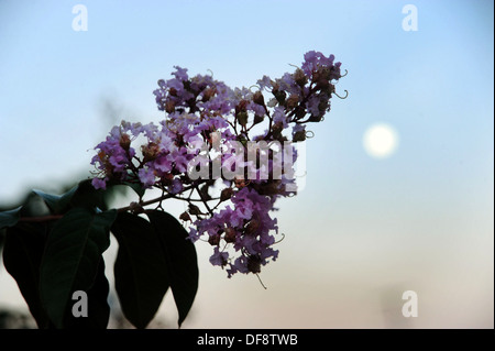 The Harvest Moon sorge sopra il Goddard Space Flight Center della NASA a Greenbelt, Maryland. Questa luna piena è nota per la sua presenza più vicina all'equinozio autunnale, fornendo un'eccellente opportunità per l'osservazione scientifica e la fotografia celeste. Foto Stock