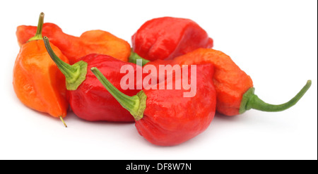 Bhut Jolokia peperoncino o il Naga Morich del Bangladesh Foto Stock