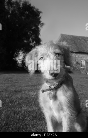 Una croce Lurcher cucciolo Foto Stock