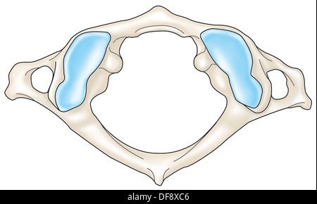 VERTEBRA CERVICALE, disegno Foto Stock