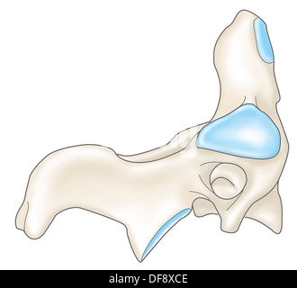 VERTEBRA CERVICALE, disegno Foto Stock