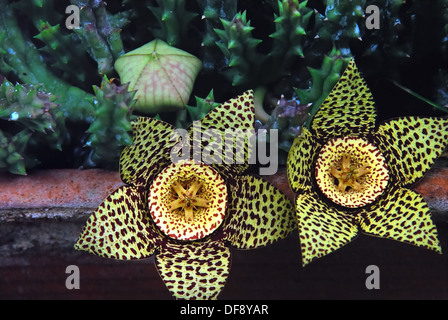 Genere Stapelia consiste di circa 40 specie di bassa crescita e di smidollati, dello stelo delle piante succulente, prevalentemente dal Sud Africa. Foto Stock