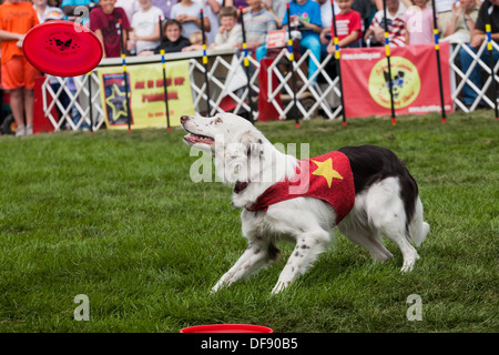 Stunt dog show, "estrema canini', pooch catture frisbee, Grande New York State Fair Foto Stock