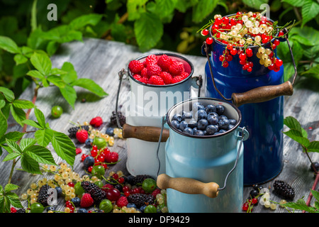 Appena raccolto selvatica bacche Foto Stock