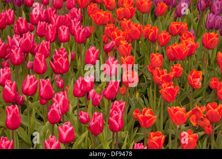 WASHINGTON - i tulipani che fiorisce in un display giardino alla lampadina RoozenGaarde fattoria per la Skagit Valley vicino a Mount Vernon. Foto Stock