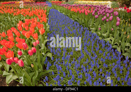 Tulipani, narcisi e giacinti che fiorisce in un colorato giardino display a bulbo RoozenGaarde fattoria per la Skagit Valley. Foto Stock