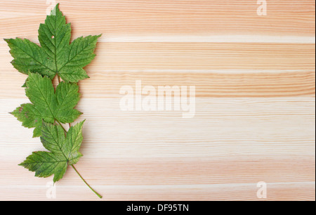 Tre sicomoro verde foglie su un woodgrain sfondo con spazio di copia Foto Stock