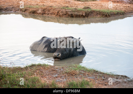 Bufalo d'acqua nel parco nazionale Yala, Sri Lanka Foto Stock