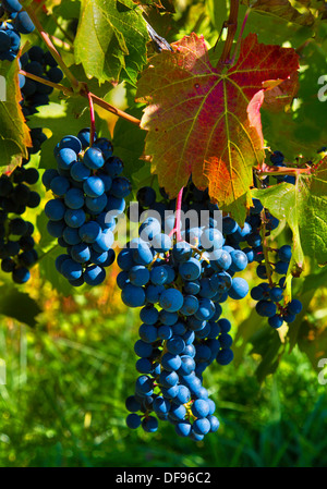 I grappoli di uve blu appeso sulla vite in vigneto nella regione dei Finger Lakes dello Stato di New York Foto Stock