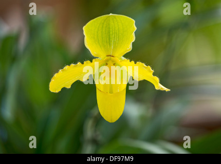 Esotiche e coloratissime orchidee. Foto Stock