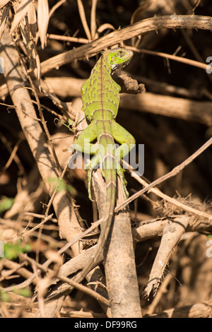 Foto di stock di un iguana verde appoggiato su un ramo, Pantanal, Brasile Foto Stock