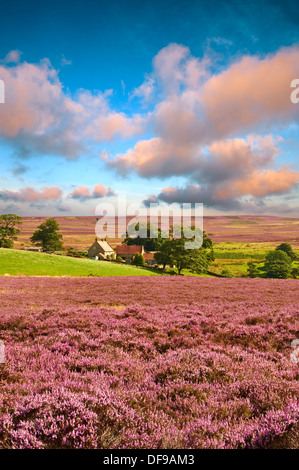Vista di Danby Dale e mori e fattoria con heather fioritura. North Yorks National Park, North Yorkshire, Inghilterra Foto Stock
