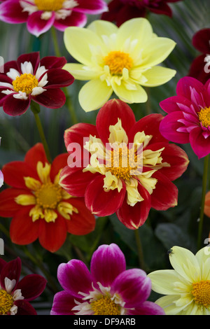 Dahlia 'Ann Breckenfolder' Foto Stock