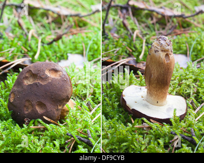 Marrone bolete betulla, Leccinum scabrum Foto Stock