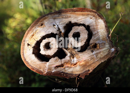 Fino terminato tronco di albero tagliato fuori a guardare come un gufo faccia Foto Stock