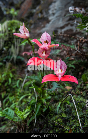 Rosso selvatico Disa Orchidea (Disa uniflora) cresce su Table Mountain e Cape Town, Sud Africa Foto Stock