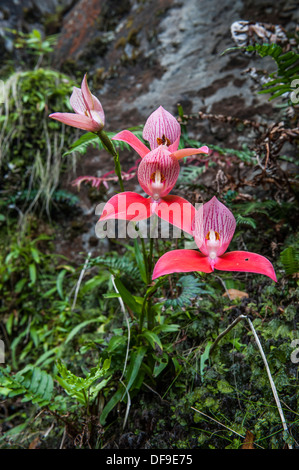 Rosso selvatico Disa Orchidea (Disa uniflora) cresce su Table Mountain e Cape Town, Sud Africa Foto Stock