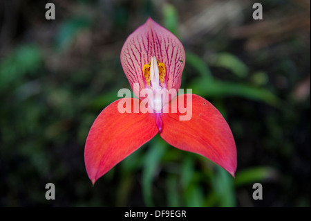 Rosso selvatico Disa Orchidea (Disa uniflora) cresce su Table Mountain e Cape Town, Sud Africa Foto Stock