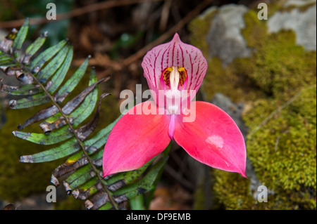 Rosso selvatico Disa Orchidea (Disa uniflora) cresce su Table Mountain e Cape Town, Sud Africa Foto Stock