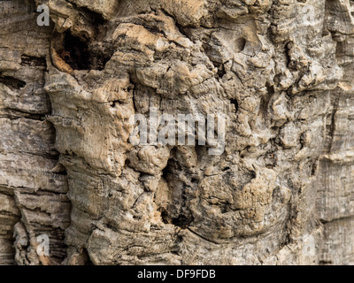 Close-up dettaglio di cortecce di sughero da il querceto sempreverde, Quercus suber Foto Stock