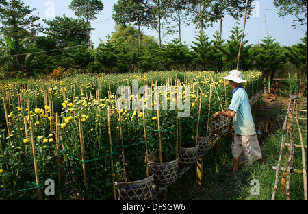 Agricoltore raccolto daisy giallo pot in mattinata Foto Stock