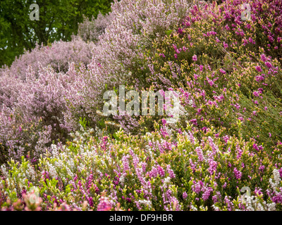 Sfondo di vari eriche, ericeae calluna Foto Stock