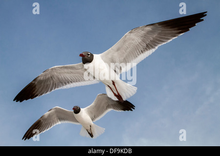 Ridere i gabbiani in volo Foto Stock